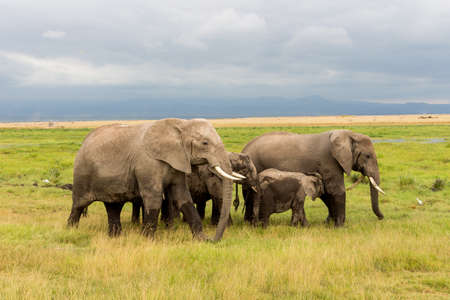 Elephants in Kenya, Africaの写真素材