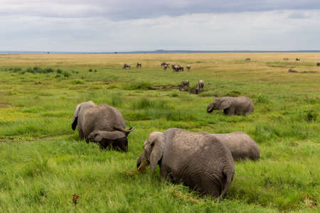 Elephants in Kenya, Africaの写真素材