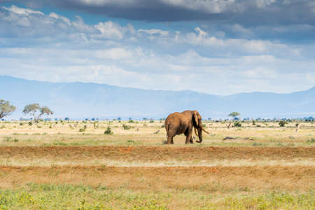 Elephants in Kenya, Africaの写真素材