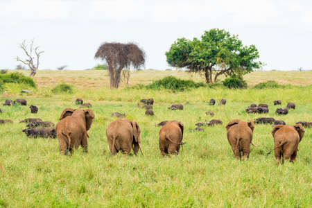 Elephants in Kenya, Africaの写真素材