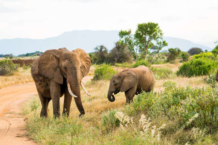 Elephants in Kenya, Africaの写真素材
