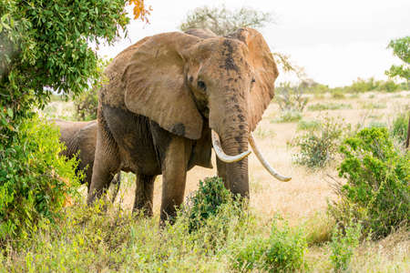 Elephants in Kenya, Africaの写真素材