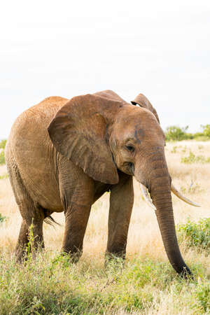 Elephants in Kenya, Africaの写真素材