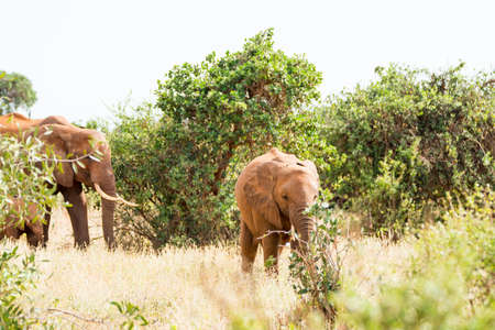 Elephants in Kenya, Africaの写真素材