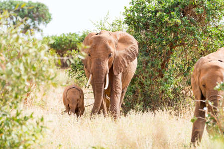 Elephants in Kenya, Africaの写真素材