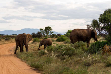 Elephants in Kenya, Africaの写真素材
