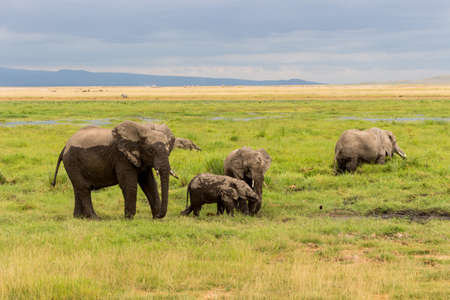 Elephants in Kenya, Africaの写真素材