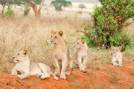 Group of lions in Kenya, Africaの写真素材