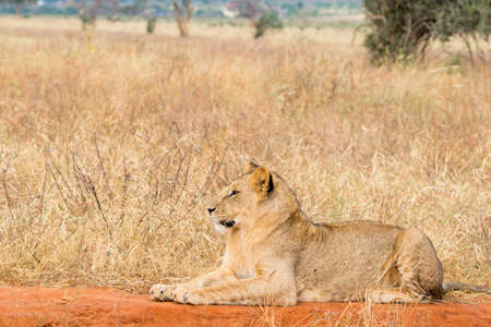 Group of lions in Kenya, Africaの写真素材