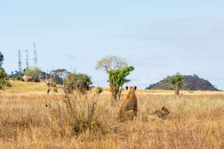 Group of lions in Kenya, Africaの写真素材