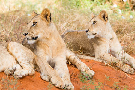 Group of lions in Kenya, Africaの写真素材