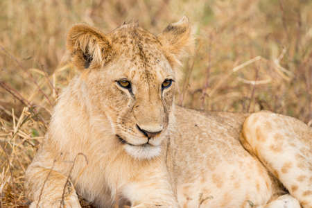 Group of lions in Kenya, Africaの写真素材