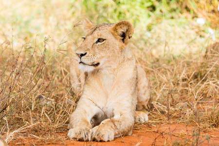 Group of lions in Kenya, Africaの写真素材