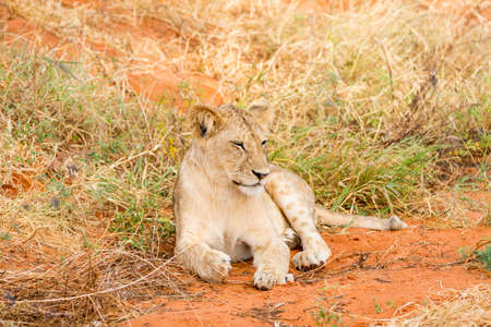 Group of lions in Kenya, Africaの写真素材