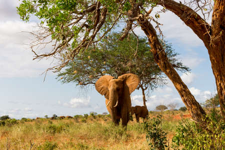Wild Elephants in Kenya, Africaの写真素材