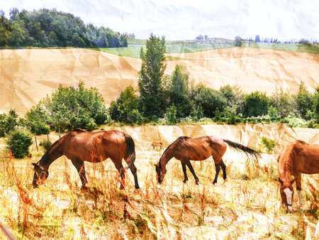 Free horses in the country.Rural landscape with horses in the foreground and the background changes cultivated. Crumpled paper texture superimposed.の写真素材