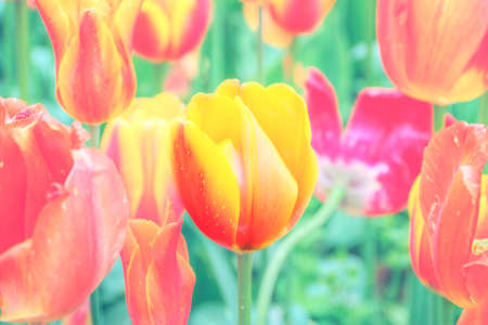 Field of tulips in bloom.