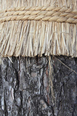 Bamboo mat wraps around pine treeの写真素材
