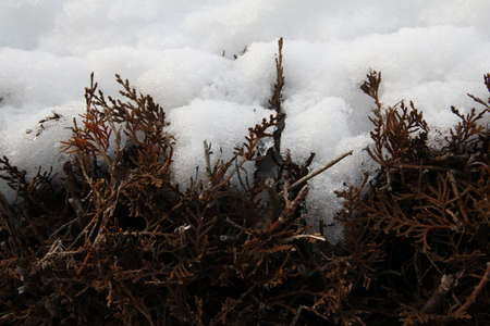 bush covered in fresh snow の写真素材
