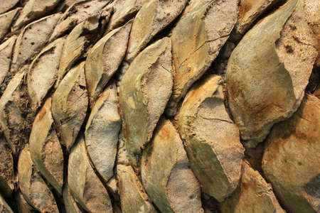Palm tree trunk texture