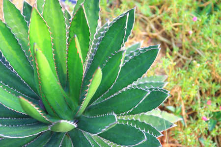 agave plantの写真素材