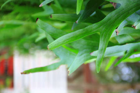 Platycerium coronarium fernの写真素材