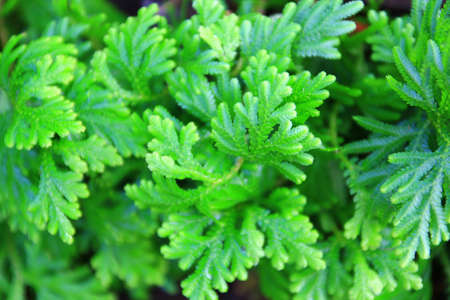 Small fern leaves textureの写真素材