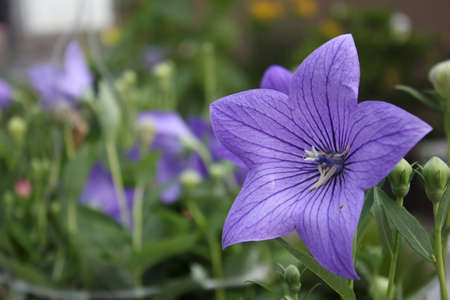 purple balloon flowerの写真素材