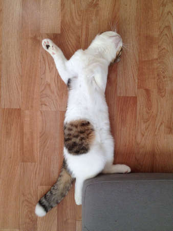 Scottish fold cat sleeping funnily on wooden floorの素材