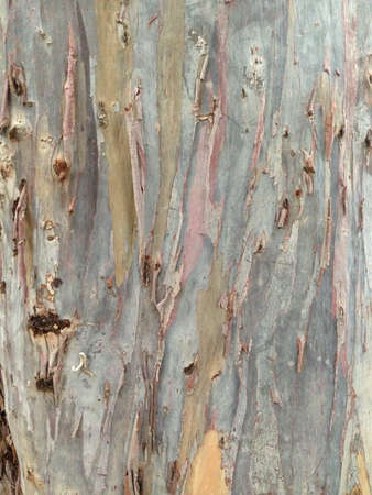 Bark of Eucalyptus treeの素材