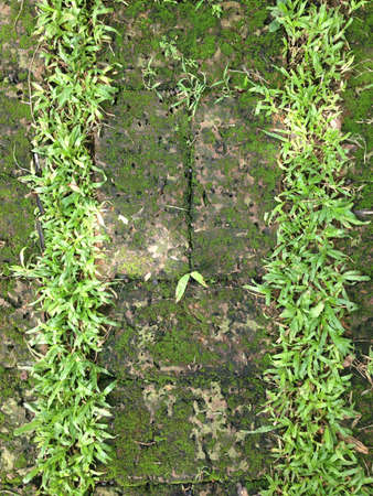 Laterite floor with grass stripの素材