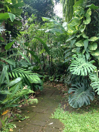 Tropical garden designの素材