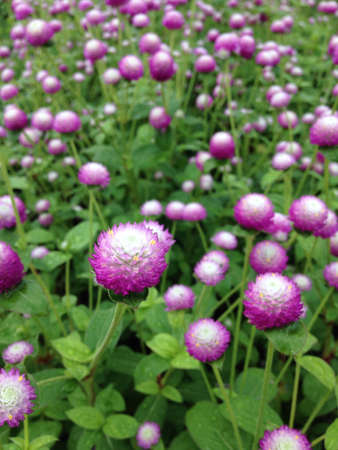 Globe amaranth flowerの素材