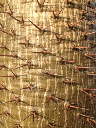 Thorn of cactusの素材