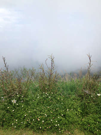 Green shrub on mountain with cloud in backgroundの素材
