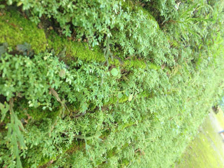 Texture of green moss grows on brick wallの素材