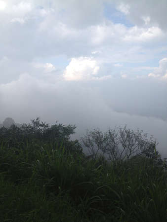 Green plant grows on cliff above cloud levelの素材