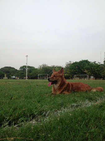 Brown dog rests on green lawnの素材