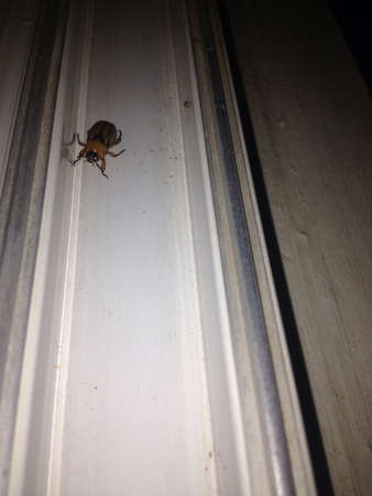 Beetle on window edge at night