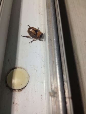 Beetle on window edgeの素材