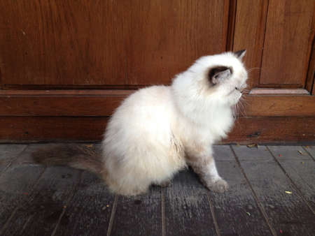 Fluffy persian catの素材