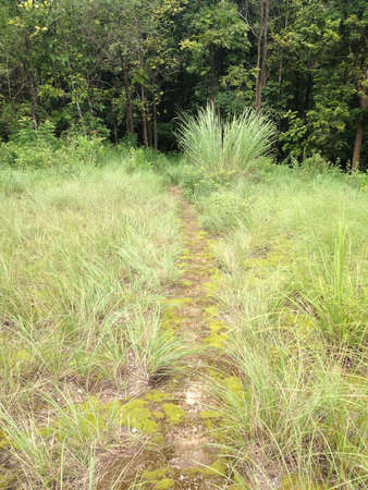 Trail in forestの素材