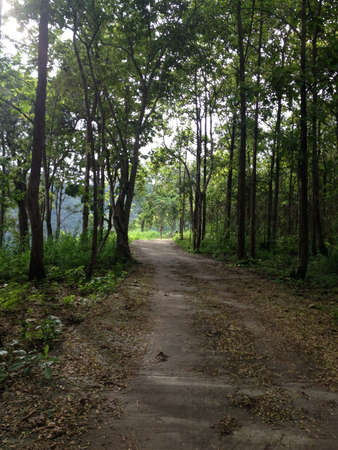Trail in forestの素材