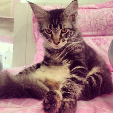 Maine coon cat の素材