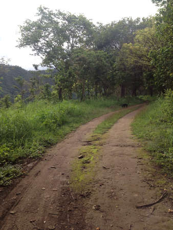 Path in forestの素材