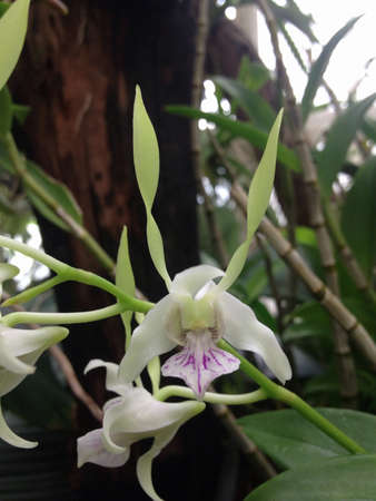 dendrobium antennatumの素材