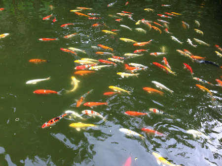 Tropical fishes in the waterの素材