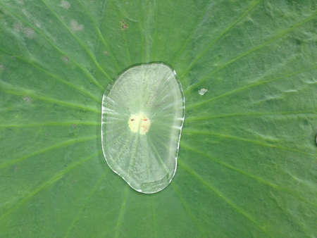 Green lotus leaf with water dropの素材