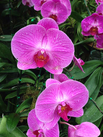 Pink orchidの素材