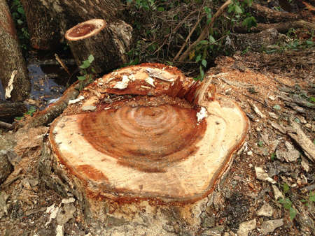 Tree stumpの素材